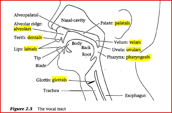 organs of speech in english phonetics